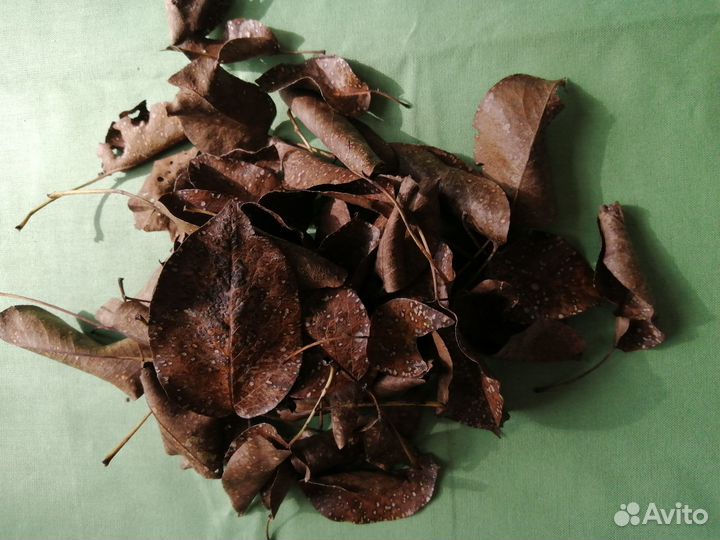 Листовой опад для улиток