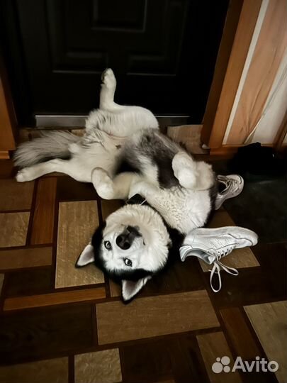 Выгул собак