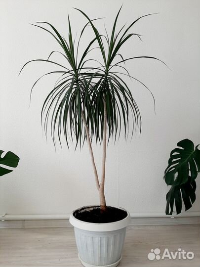 Пальма драцена