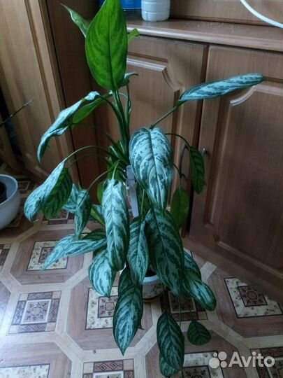 Диффенбахия