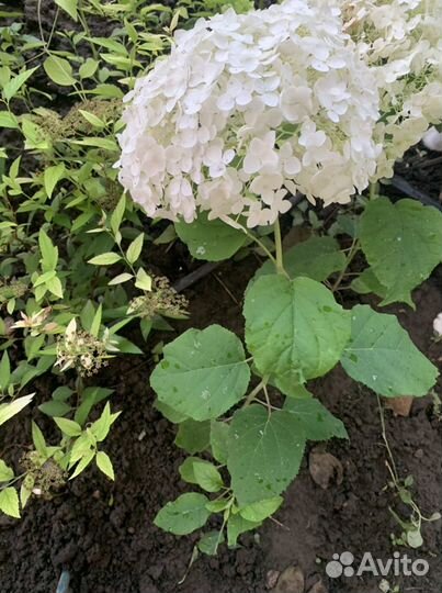 Растения для сада гортензии, лилейники