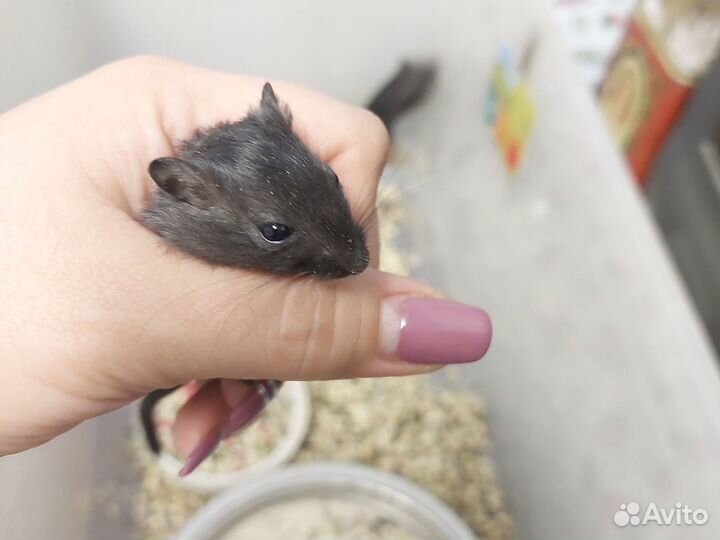 Монгольская песчанка