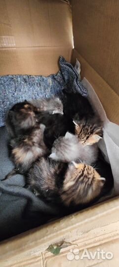 Котята в добрые руки