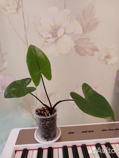 Алоказия Блек Стем