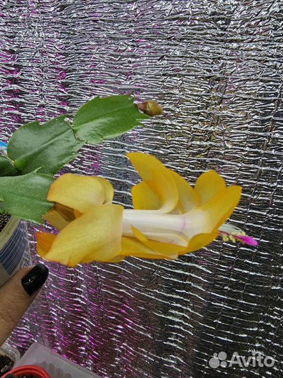 Декабрист шлюмбергера