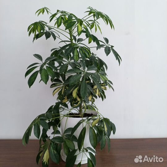 Фикус эластика тинеке
