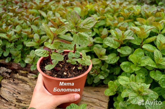 Мята саженцы Колосистая Ментоловая Болотная