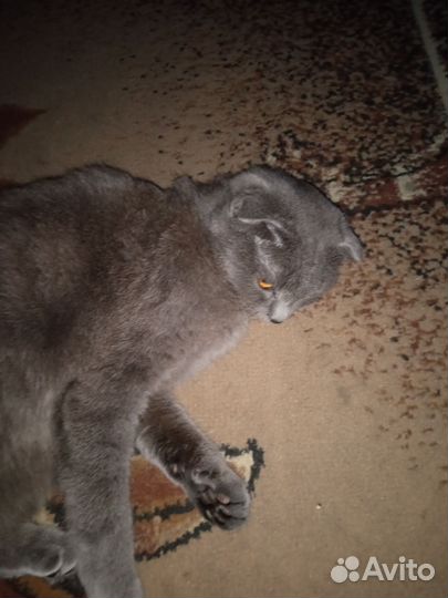 Шотландская кошка вязка