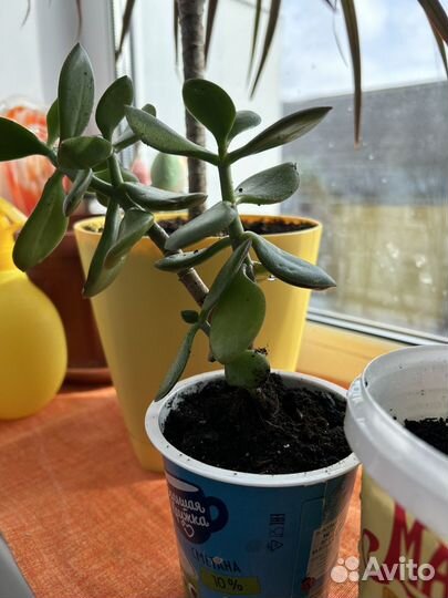 Денежное дерево - красула толстянка