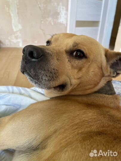 Пёс в добрые руки