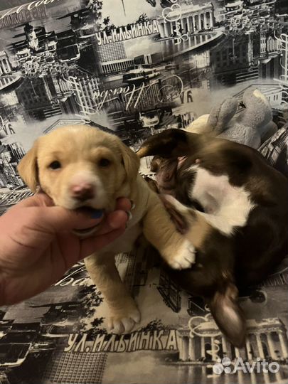 Щенок бесплатно