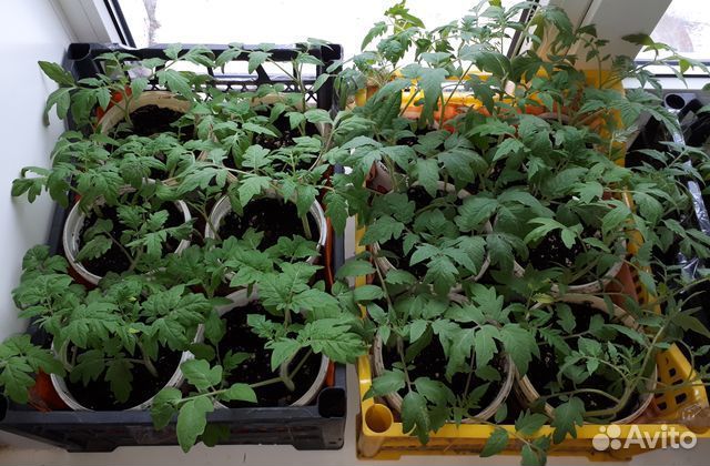 Рассада томатов разных сортов