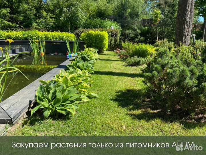 Посадка растений