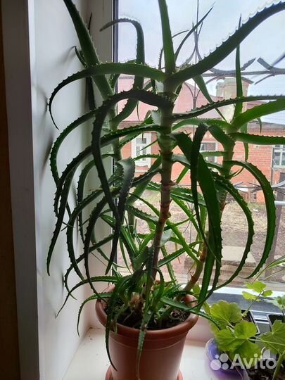 Алоэ 5 летний