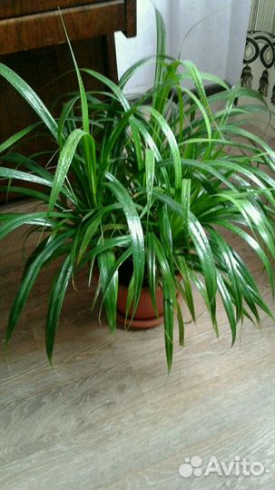 Экзотичный панданус (винтовая пальма)