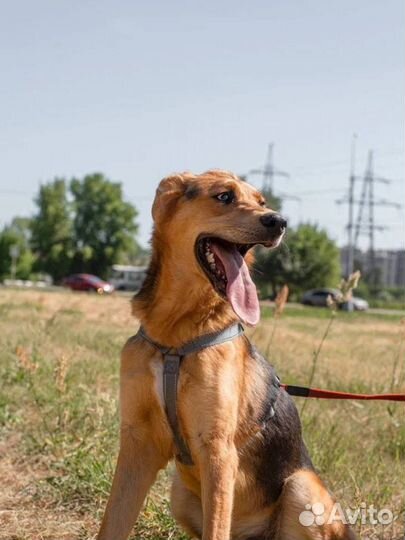 Ласковый котенок внутри пес снаружи ищет дом