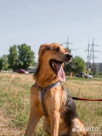 Ласковый котенок внутри пес снаружи ищет дом