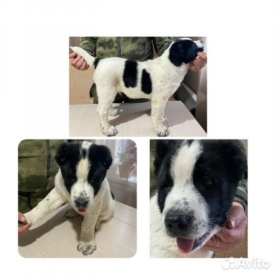 Среднеазиатская овчарка алабай щенки