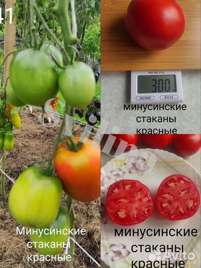 Семена томатов