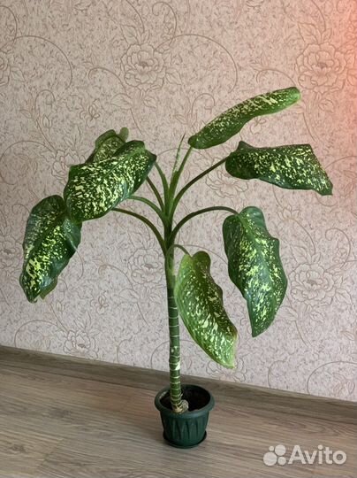 Диффенбахия