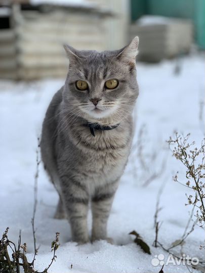Котята в добрые руки девочка и мальчик