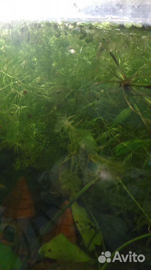 Аквариумные рыбки и растения улитки