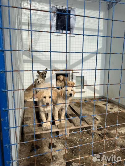 Метисы лаблаждоров в добрые руки