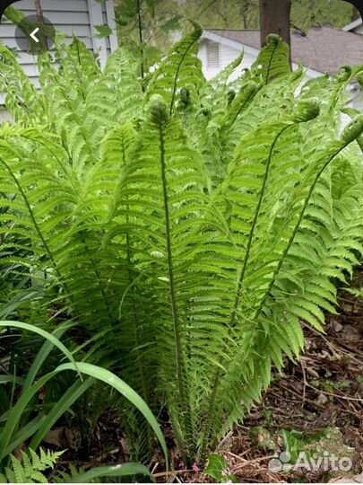 Папоротник садовый
