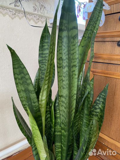 Сансевиерия тещин язык щучий хвост цветы