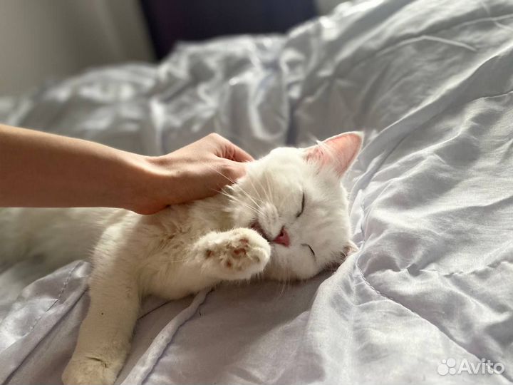 Ласковая кошечка
