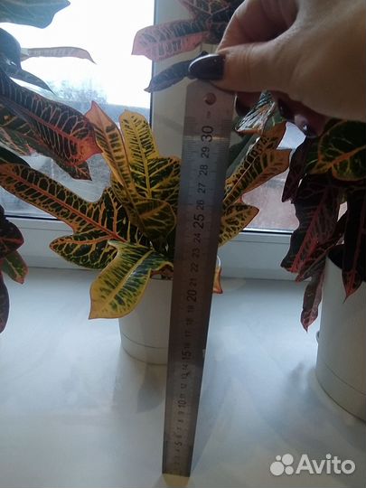 Кодиеум кротон