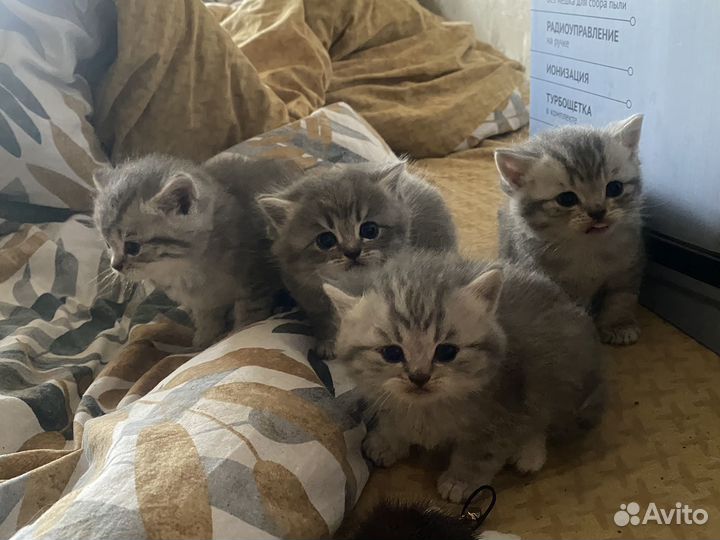 Британские котята