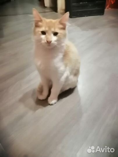 Кот