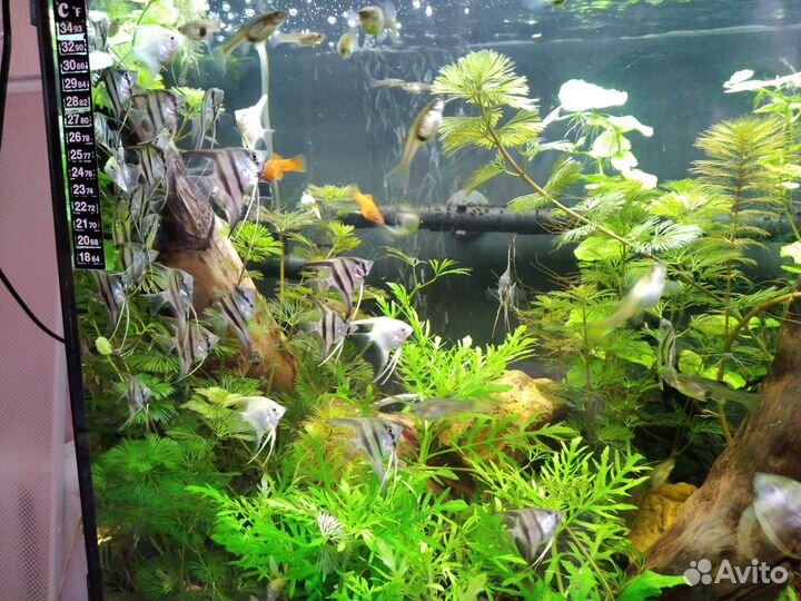 Аквариумные рыбки