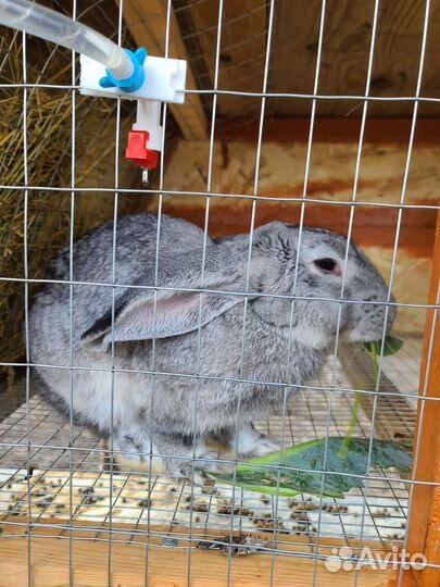Кролики самцы и самочки разных пород