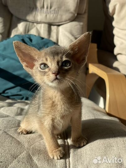 Клубные мальчики шоу класса