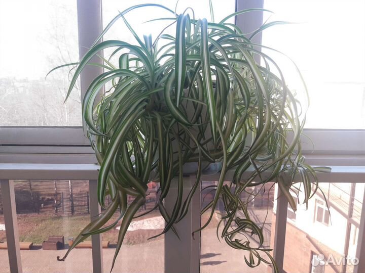 Хлорофитум кудрявый большое комнатное растение