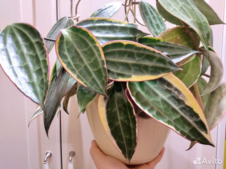 Хойи Альбомаргината, Кримсон Квин