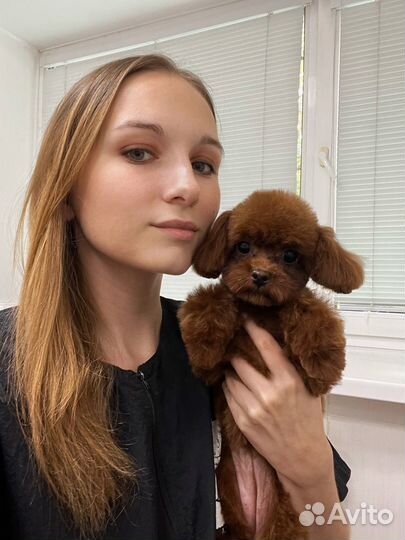 Груминг, стрижка собак, когти, уз-чистка зубов