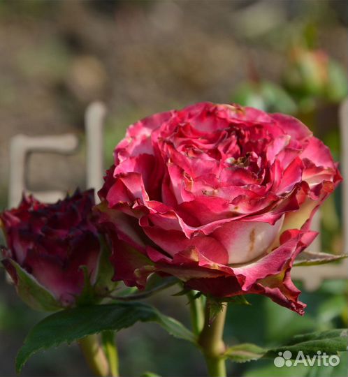 Роза чайная Абсурда