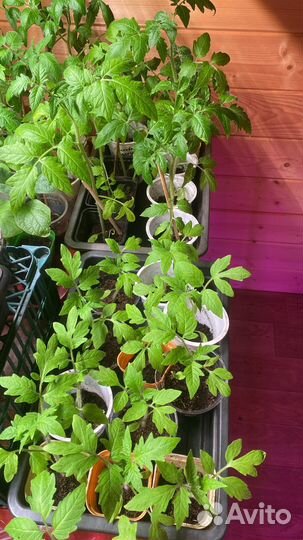 Рассада помидоров