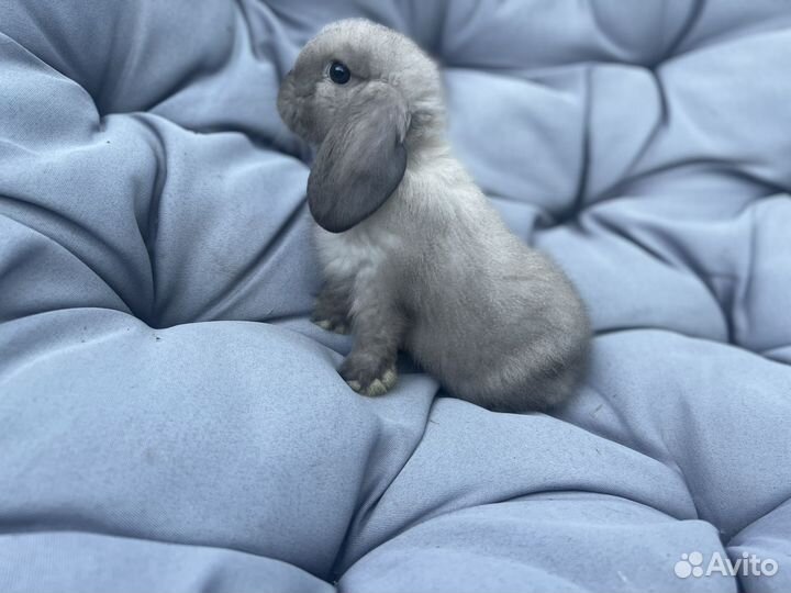 Декоративные кролики