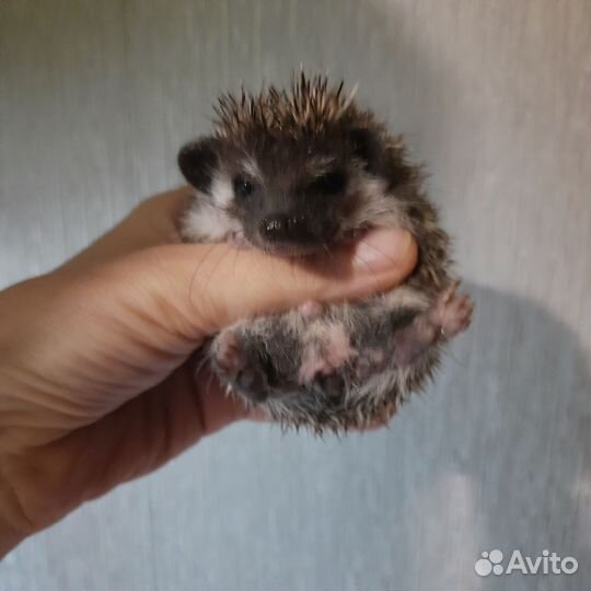Африканский ежик