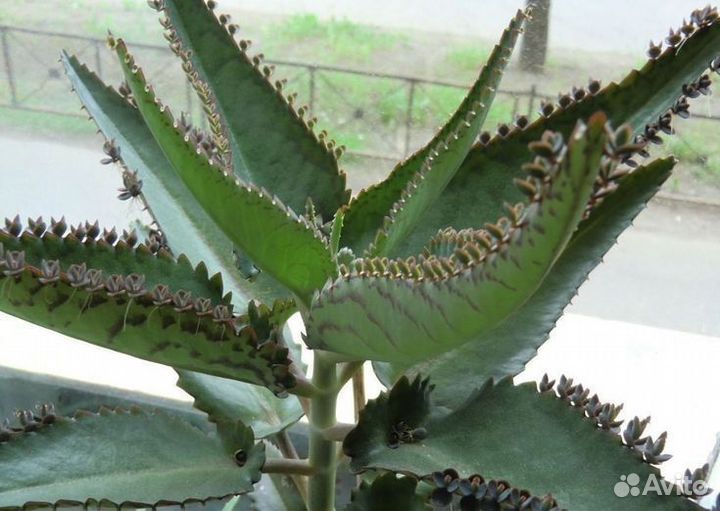 Коланхоэ лечебный