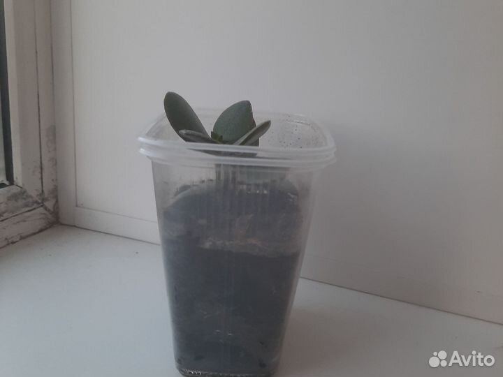 Суккуленты долларовое дерево