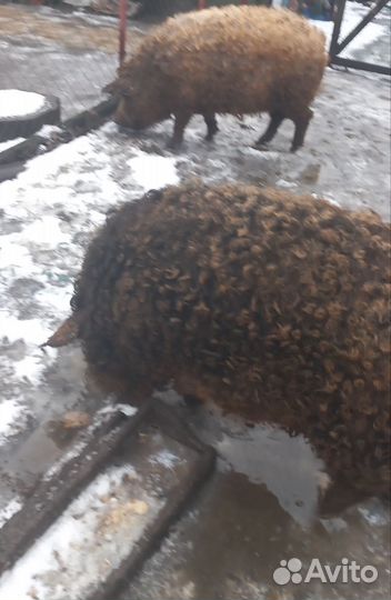 Поросята венгерской мангалицы