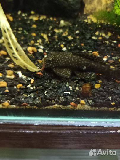 Сомики анциструсы