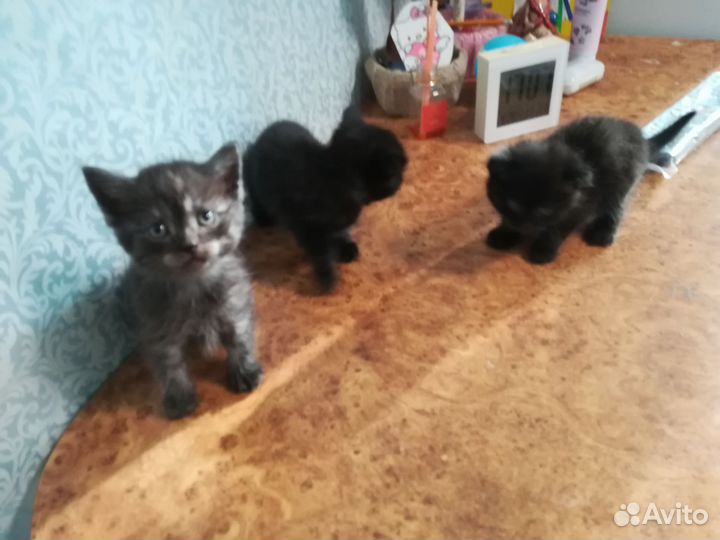 Британские котята