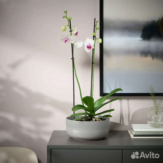 Новое кашпо IKEA градвис