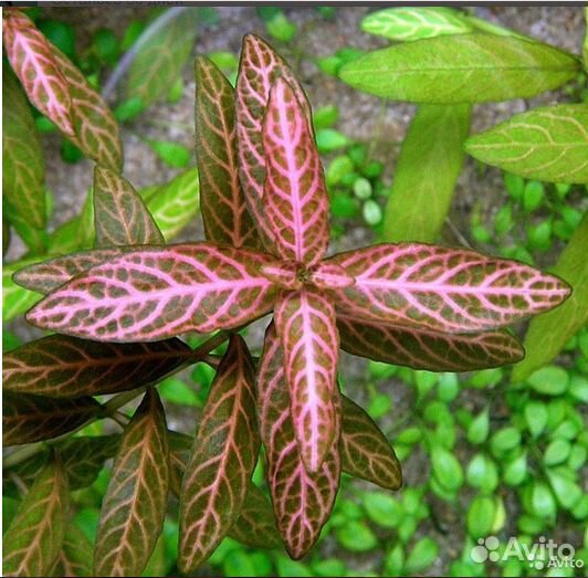 Аквариумные растения